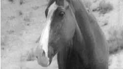 Adventures of Champion: Ep 5 - Lost River (1955)
