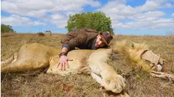 Bite of the Lion King
