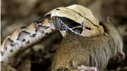 Snakes