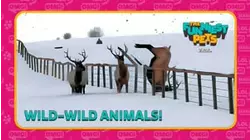 Countdown: The Funniest Pets | Wild-Wild Animals!