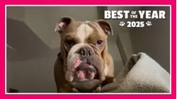 TPC Best Of The Year 2025