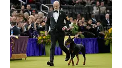 Penny the Doberman pinscher wins the 150th Westminster dog show
