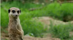 Baby Animals: Capybara, Baboon, Marmoset, Meerkat