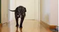 The Dog House Australia
