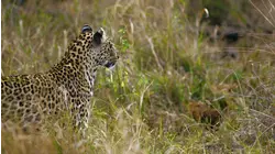 Africa's Big Cats