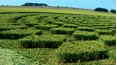 The Final Truth About Crop Circles: Human or Extraterrestrial?