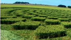 The Final Truth About Crop Circles: Human or Extraterrestrial?