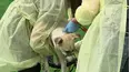 Dog Tales Rescue