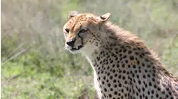 Cheetah Against All Odds