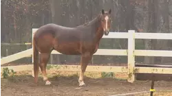 Deadly virus prompt ranch to keep horses out of Raleigh Christmas Parade