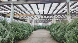 Balsam vs. fraser: Which Christmas tree is best for your home?