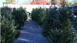 Fayetteville families weigh tariff costs when Christmas tree shopping
