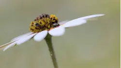 NAMAQUALAND: THE DESERT BLOOM