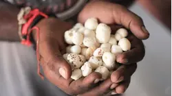 Why Fox Nuts (Water Lily Seeds) Are So Expensive