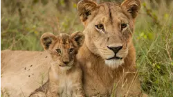 Lions: The Hunt for Survival