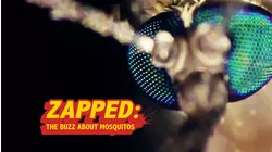 Zapped: The Buzz About Mosquitoes