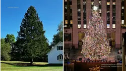 Rockefeller Center reveals 2025 Christmas tree from family in East Greenbush, NY