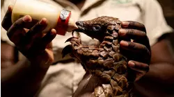 Walking With A Pangolin
