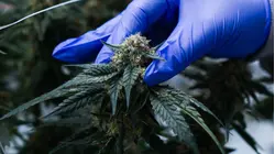 El Gobierno Trump reclasifica la marihuana de uso medicinal a una categoría con menor restricción