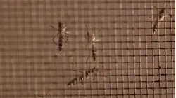 Mosquito sample tests positive for West Nile virus in Haverstraw