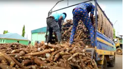 Nigeria Is The Biggest Cassava Producer In The World. Why Isn't It Cashing In On The Global Market?