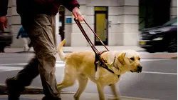 Why Puppies Bred And Trained To Be Seeing Eye Dogs Are So Expensive