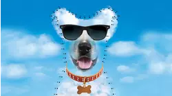 Dude, Where's My Dog?