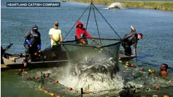 Get to know Mississippi's catfish farmers