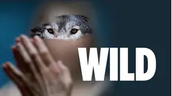 Wild
