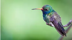 Nature Scenes Baby Animals: Orangutan, Gorilla, Hummingbird, Bear