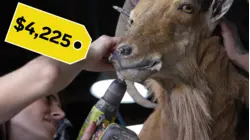 Inside Texas's $2 Billion Exotic Animal Hunting Industry