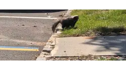 Rabid skunk found near Rutgers campus, fourth rabies case of 2026