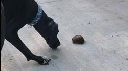 Great Dane Befriends Turtles