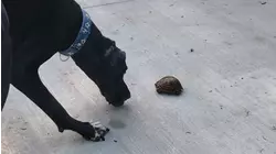 Great Dane Befriends Turtles