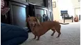 Crazy Fun Time Pet Countdown