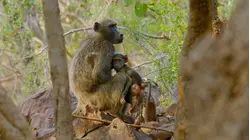 The Geladas of Ethiopia