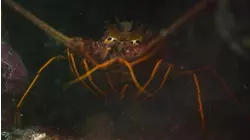 Super Sea Slugs