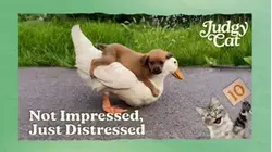 Judgy Cat | Not Impressed, Just Distressed