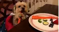 TPC's Pet Obsessed