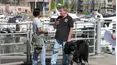 The Dog Rescuers