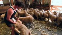 How NZ Farmers Shear 25,000 Sheep In 10 Days