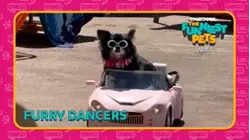 Countdown: The Funniest Pets | Furry Dancers