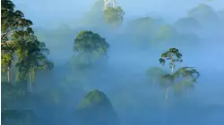Borneo: Earth's Ancient Eden