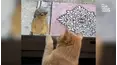 Paws VS. Claws
