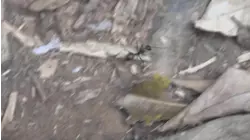 West Malaysia Part 4