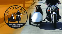 Sit Stay Ride: The Story Of America's Sidecar Dogs
