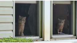 Glen Cove woman arrested after about 100 cats, daughters found living in horrible conditions