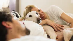 ¿La mascota puede ser la tercera en discordia? Una psicóloga explica qué hacer