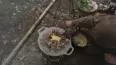Farming the Wild