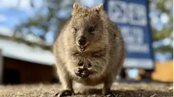 Meet the Smiling Quokka, the Happiest Animal in the World